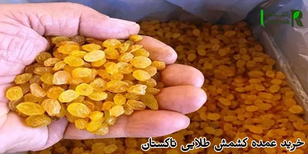 خرید عمده کشمش طلایی تاکستان
