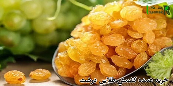 خرید عمده کشمش طلایی درشت