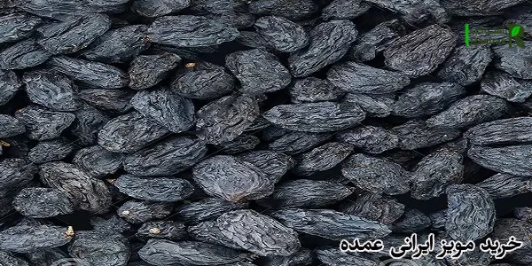 خرید مویز ایرانی عمده