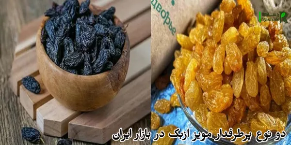 دو نوع پرطرفدار مویز ازبک در بازار ایران