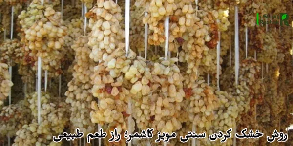 روش خشک کردن سنتی مویز کاشمر؛ راز طعم طبیعی