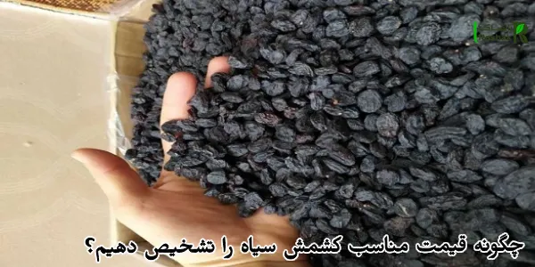 چگونه قیمت مناسب کشمش سیاه را تشخیص دهیم؟