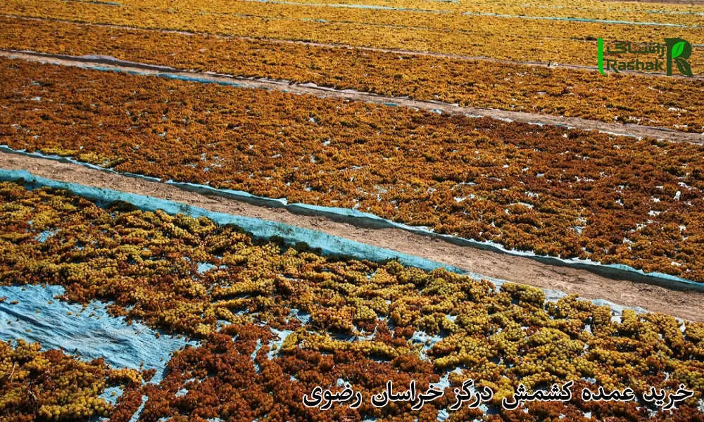 خرید عمده کشمش درگز خراسان رضوی