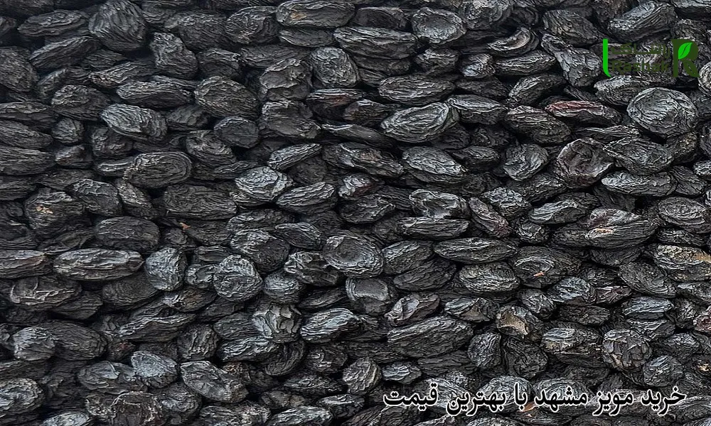 خرید مویز مشهد با بهترین قیمت