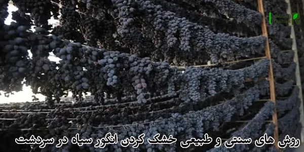 روش های سنتی و طبیعی خشک کردن انگور سیاه در سردشت