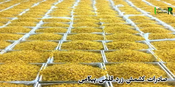 صادرات کشمش زرد قلمی پیکامی