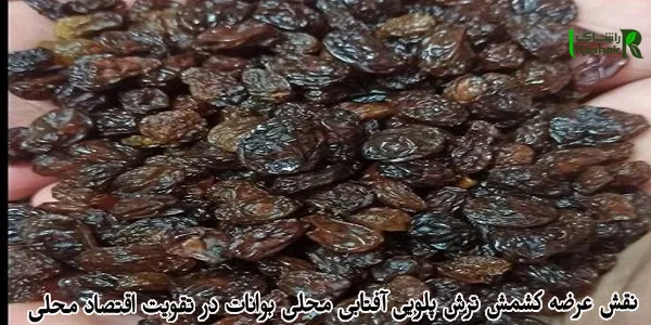 نقش عرضه کشمش ترش پلویی آفتابی محلی بوانات در تقویت اقتصاد محلی