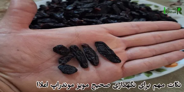 نکات مهم برای نگهداری صحیح مویز موندراپ اعلا نکات مهم برای نگهداری صحیح مویز موندراپ اعلا