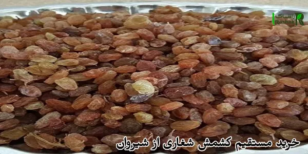 خرید مستقیم کشمش شغاری از شیروان؛ مزایا و نکات مهم خرید مستقیم کشمش شغاری از شیروان؛ مزایا و نکات مهم