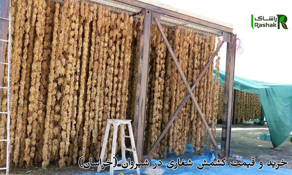 خرید و قیمت کشمش شغاری در شیروان (خراسان)