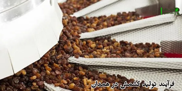 فرآیند تولید کشمش در همدان و تأثیر آن بر کیفیت محصول نهایی فرآیند تولید کشمش در همدان و تأثیر آن بر کیفیت محصول نهایی