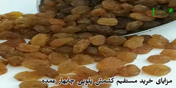 مزایای خرید مستقیم کشمش پلویی چابهار عمده مزایای خرید مستقیم کشمش پلویی چابهار عمده