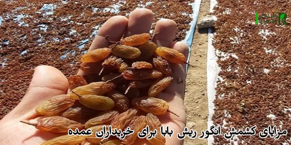 مزایای کشمش انگور ریش بابا برای خریداران عمده مزایای کشمش انگور ریش بابا برای خریداران عمده