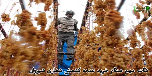نکات مهم هنگام خرید عمده کشمش شغاری شیروان نکات مهم هنگام خرید عمده کشمش شغاری شیروان