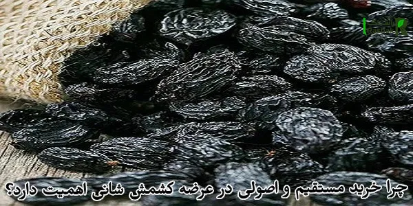 چرا خرید مستقیم و اصولی در عرضه کشمش شانی اهمیت دارد؟ چرا خرید مستقیم و اصولی در عرضه کشمش شانی اهمیت دارد؟