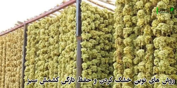 روش های نوین خشک کردن و حفظ تازگی کشمش سبز