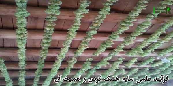 فرآیند علمی سایه خشک کردن و اهمیت آن