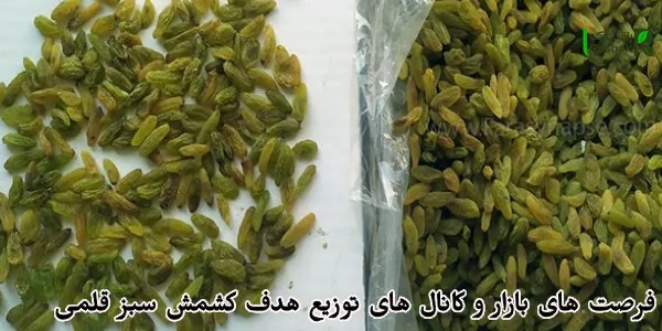 فرصت های بازار و کانال های توزیع هدف کشمش سبز قلمی