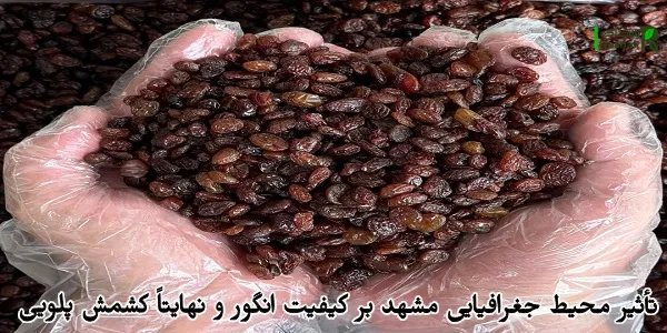 تأثیر محیط جغرافیایی مشهد بر کیفیت انگور و نهایتاً کشمش پلویی تأثیر محیط جغرافیایی مشهد بر کیفیت انگور و نهایتاً کشمش پلویی