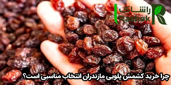 چرا خرید کشمش پلویی مازندران انتخاب مناسبی است؟ چرا خرید کشمش پلویی مازندران انتخاب مناسبی است؟