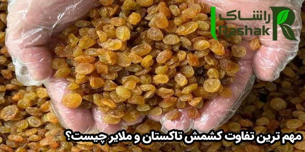 مهم ترین تفاوت کشمش تاکستان و ملایر چیست؟ مهم ترین تفاوت کشمش تاکستان و ملایر چیست؟