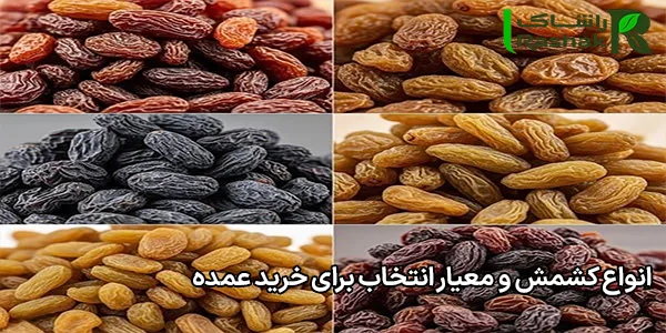 انواع کشمش و معیار انتخاب برای خرید عمده انواع کشمش و معیار انتخاب برای خرید عمده