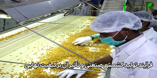فرآیند تولید کشمش صنعتی و تأثیر آن بر کیفیت نهایی فرآیند تولید کشمش صنعتی و تأثیر آن بر کیفیت نهایی
